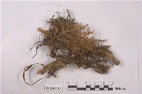 藏品(狹葉羽蘚)的圖片